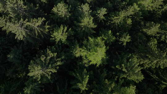 Zell Am see森林中松树的俯视图