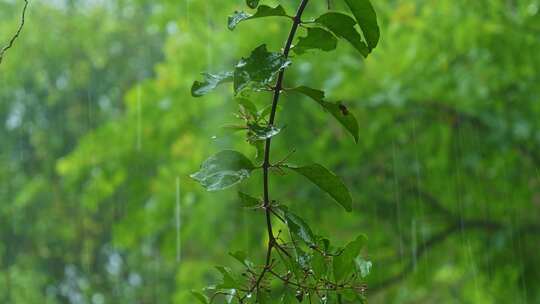 下雨天绿叶雨景雨季