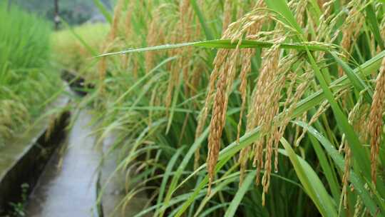 成熟的稻穗水稻特写雨露水珠田野视频素材模板下载