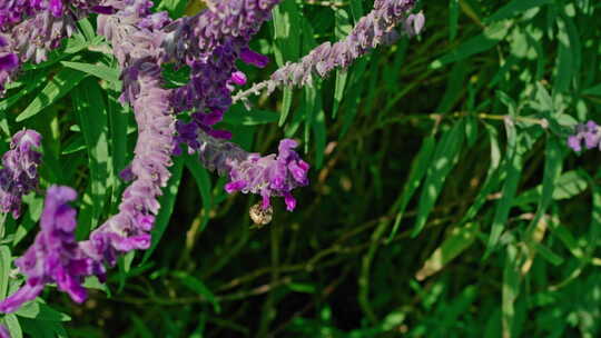 盛开的紫尾草与蜜蜂在风中摇曳