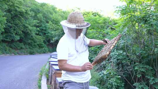 蜜蜂 养蜂人