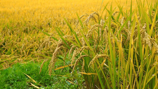 稻子 原野 草地 粮食 农业