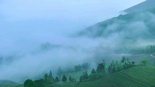 航拍茶山 茶山清晨云雾  云雾茶 茶山宣传片