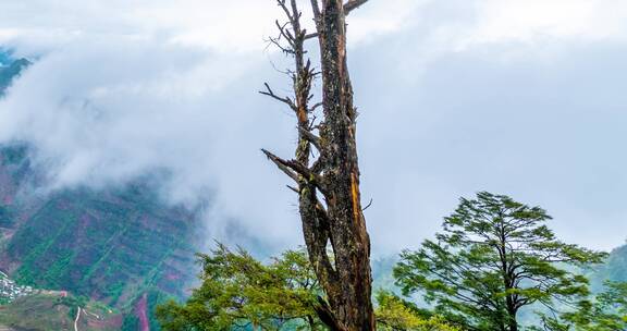 大山里的枯树景观