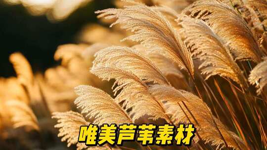唯美芦苇素材