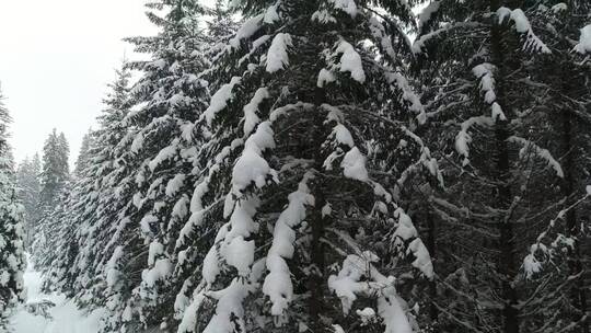 高大的松树上积满了雪