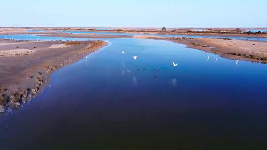 航拍黄河入海口湿地候鸟白鹭