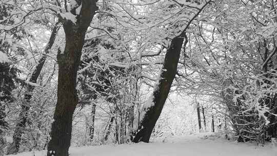 冬天森林雪景 下雪的森林