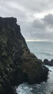 海鸥在岩石海岸飞翔，海浪拍打