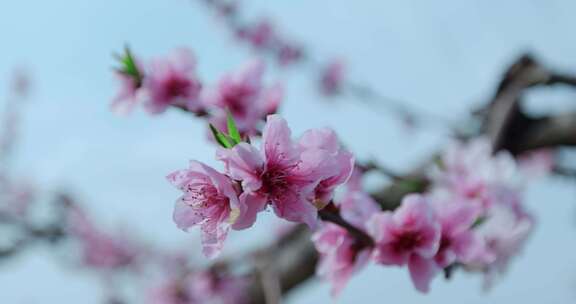 4K高清实拍春天桃花