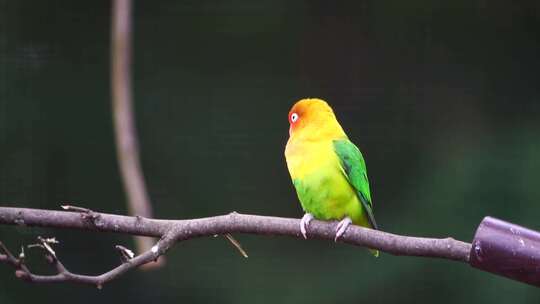 色彩鲜艳的鹦鹉