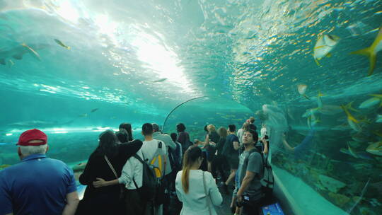 游客在水族馆鲨鱼隧道参观