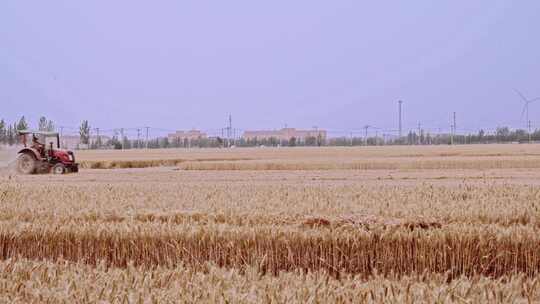 4K北方成熟的小麦麦田收