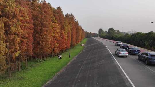 中国广东省佛山市顺德伦教水杉