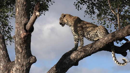白天烈日下，豹子栖息在树上喘气，然后伸展身体，爬上高处