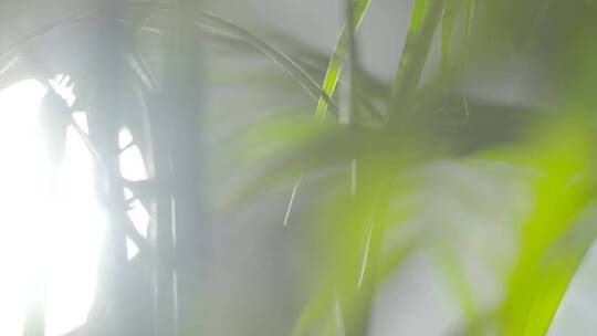 阳光逆光竹叶树叶树林晴天唯美小清新空镜头视频素材模板下载
