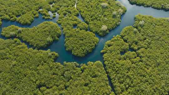 自然生态湖湿地环保绿色氧气清新