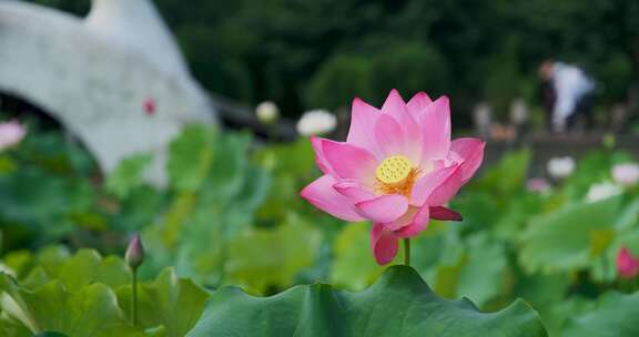 公园荷花池独树一帜出淤泥而不染