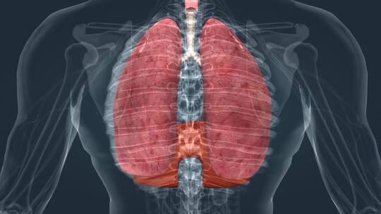 肺呼吸 肺功能 肺动画 三维肺