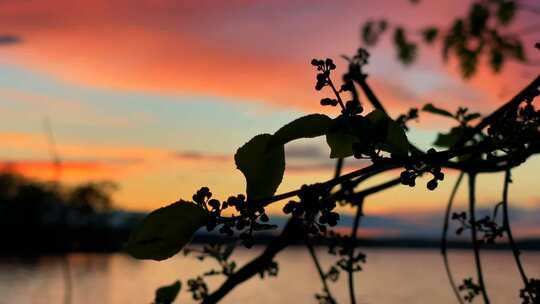 湖边落日树影剪影 晚霞夕阳