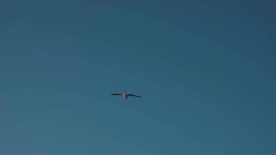 蓝天下飞翔的鸟群