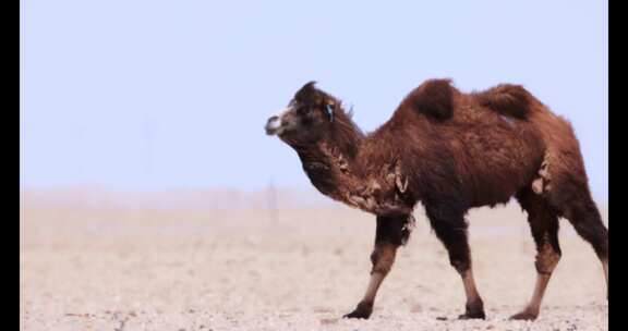 高清实拍沙漠骆驼