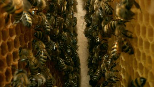 特写：蜂箱中的蜜蜂