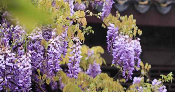 苏州网师园二百五十岁紫藤开花 紫色花海