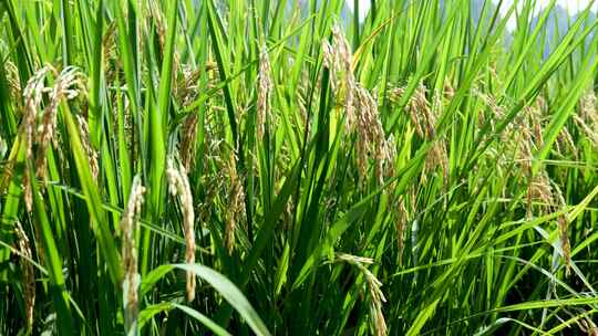 绿色水稻田成长的水稻