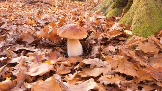 秋天野外落叶堆里的大蘑菇