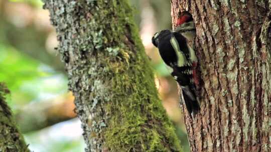 法国Vosges的大斑啄木鸟