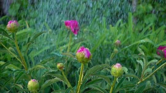 雨中的牡丹花蕾视频素材模板下载