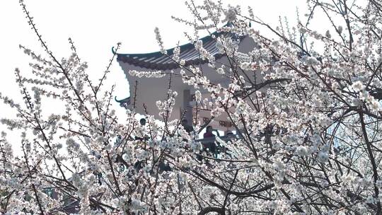 中国广东省广州市从化区广州流溪梅花节