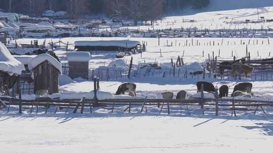 冬天新疆白哈巴村的牲畜