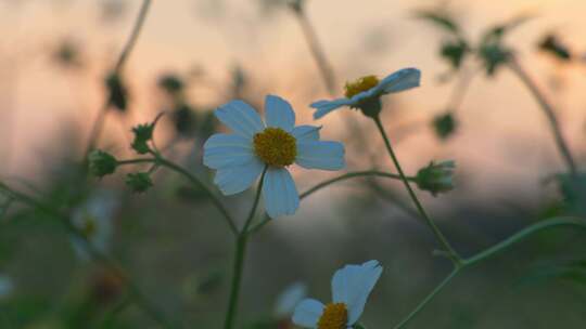 黄昏小花微风吹动