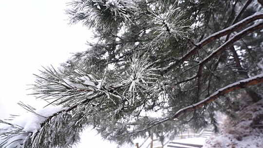 覆雪松树冬季景象太行山雪景