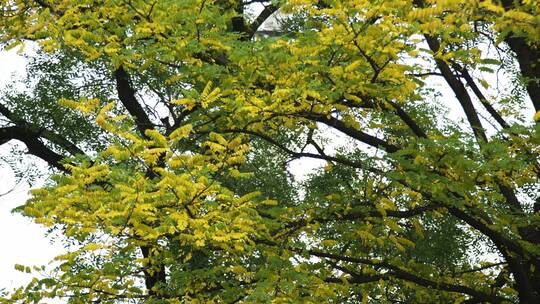 秋天金黄色树叶空镜 意境镜头