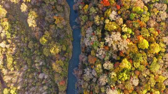 航拍秋季森林与河流
