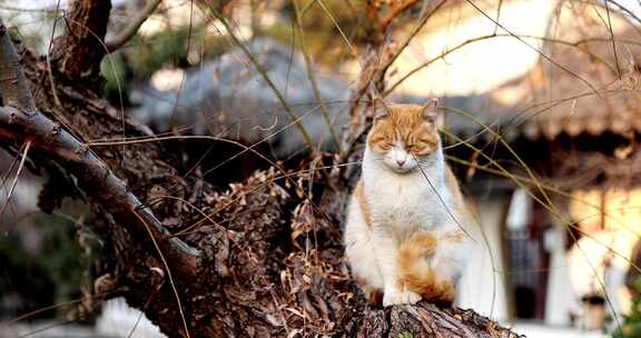 江南园林南京瞻园中式庭院里的猫