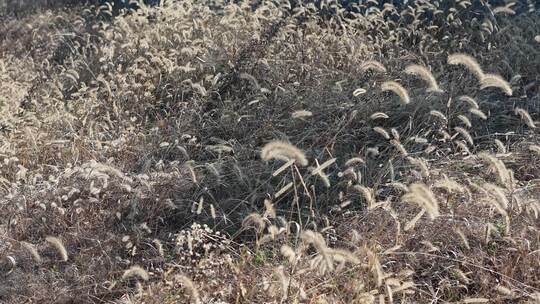 枯萎狗尾巴野草植物秋天风景慢动作实拍