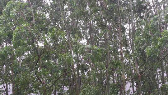 台风森林狂风暴雨风吹树林风吹雨打树木下雨视频素材模板下载