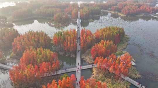 南昌高新区鱼尾洲湿地公园航拍