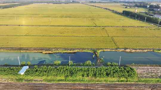 稻田航拍 金秋稻田 秋收大米 稻子