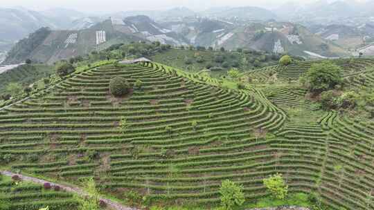 航拍绿色高山有机茶园