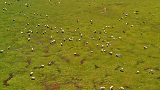 中国新疆巴音布鲁克草原与羊群