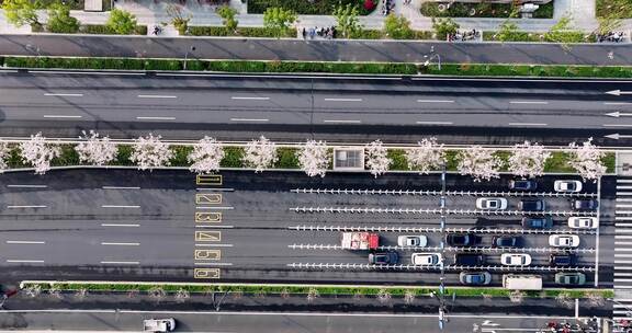 俯拍杭州未来科技城文一西路樱花大道