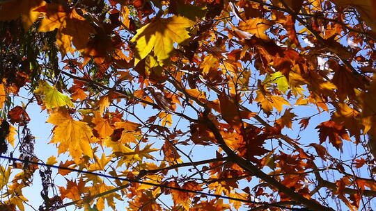 秋季 仰拍金色梧桐树叶 晴朗天空