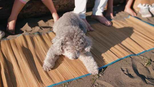 沙滩上趴在垫子上休息的灰色泰迪犬小狗