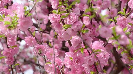 桃花树枝蜜蜂