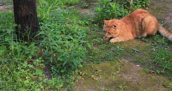 园林里的猫